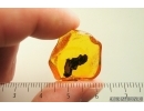 Plant fragment. Fossil inclusion Baltic amber stone #13870