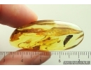 Plant fragment. Fossil inclusion Ukrainian Rovno amber stone #13871R