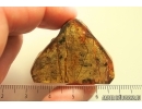 Nice Plant fragment. Fossil inclusion Ukrainian Rovno amber stone #13872R