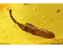  Nice Leaf, Caddisflies, Ant and More. Fossil inclusions Ukrainian Rovno amber #113873R