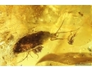  Nice Leaf, Caddisflies, Ant and More. Fossil inclusions Ukrainian Rovno amber #113873R