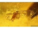  Nice Leaf, Caddisflies, Ant and More. Fossil inclusions Ukrainian Rovno amber #113873R