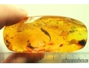  Nice Leaf, Caddisflies, Ant and More. Fossil inclusions Ukrainian Rovno amber #113873R