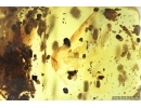 Coprolites and More. Fossil Inclusions Ukrainian Rovno amber #13874