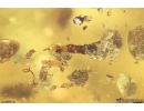 Coprolites and More. Fossil Inclusions Ukrainian Rovno amber #13874