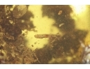 Coprolites and More. Fossil Inclusions Ukrainian Rovno amber #13874