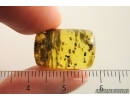 Coprolites and More. Fossil Inclusions Ukrainian Rovno amber #13874