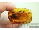 Nice 12mm Spider Araneae. Fossil inclusion Ukrainian Rovno amber stone #13875R