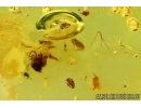 Dark-Winged fungus gnat Sciaridae, Mite and Springtail. Fossil inclusions Baltic amber #13877