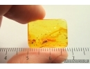 Dark-Winged fungus gnat Sciaridae, Mite and Springtail. Fossil inclusions Baltic amber #13877