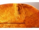 Gall Midge Cecidomyiidae metamorphozis, Caddisflies, Beetle, Wasps and More. Fossil inclusions Baltic amber #13878