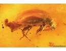 Gall Midge Cecidomyiidae metamorphozis, Caddisflies, Beetle, Wasps and More. Fossil inclusions Baltic amber #13878
