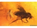 Gall Midge Cecidomyiidae metamorphozis, Caddisflies, Beetle, Wasps and More. Fossil inclusions Baltic amber #13878
