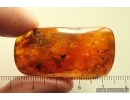 Gall Midge Cecidomyiidae metamorphozis, Caddisflies, Beetle, Wasps and More. Fossil inclusions Baltic amber #13878