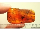 Gall Midge Cecidomyiidae metamorphozis, Caddisflies, Beetle, Wasps and More. Fossil inclusions Baltic amber #13878