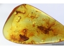 Two Caddisflies Trichoptera,  Crane fly Limoniidae and More. Fossil insects Baltic amber #13884