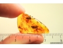 Two Caddisflies Trichoptera,  Crane fly Limoniidae and More. Fossil insects Baltic amber #13884
