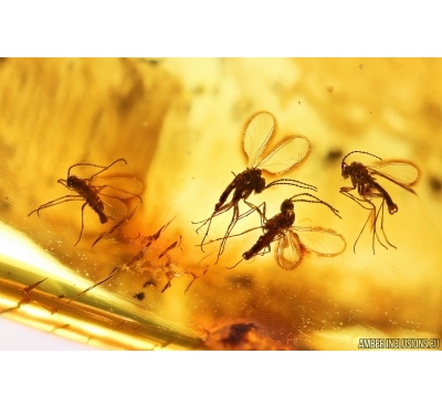 Black Scavenger fly Scatopsidae, Svarm of Dark-Winged fungus gnats Sciaridae and Spider. Fossil Inclusions Ukrainian Rovno amber #13887R
