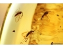 Black Scavenger fly Scatopsidae, Svarm of Dark-Winged fungus gnats Sciaridae and Spider. Fossil Inclusions Ukrainian Rovno amber #13887R