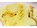 Dark-Winged fungus gnat Sciaridae and Spider Araneae. Fossil inclusions Baltic amber #13892