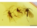 Swarm of Dark-Winged fungus gnats Sciaridae and Spider Araneae. Fossil inclusions Baltic amber #13893