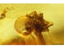Swarm of Dark-Winged fungus gnats Sciaridae and Spider Araneae. Fossil inclusions Baltic amber #13893