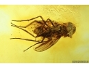Long-legged fly Dolichopodidae with Mites Acari. Fossil Inclusions Baltic amber #13899