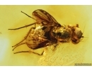 Long-legged fly Dolichopodidae with Mites Acari. Fossil Inclusions Baltic amber #13899