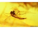 True midge Chironomidae and Stalactite. Fossil inclusions Baltic amber #13907