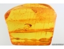 True midge Chironomidae and Stalactite. Fossil inclusions Baltic amber #13907
