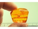 True midge Chironomidae and Stalactite. Fossil inclusions Baltic amber #13907