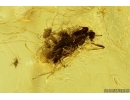 True midge Chironomidae with Mites Acari, Springtail Collembola with coprolites. Fossil inclusions Baltic amber #13908