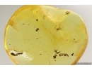 True midge Chironomidae with Mites Acari, Springtail Collembola with coprolites. Fossil inclusions Baltic amber #13908