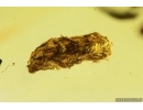 True midge Chironomidae with Mites Acari, Springtail Collembola with coprolites. Fossil inclusions Baltic amber #13908