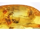 Fungus gnats Mycetophilidae, Keroplatidae and True midge Chironomidae. Fossil inclusions Ukrainian Rovno amber #13909R