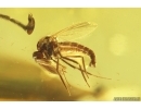 Fungus gnats Mycetophilidae, Keroplatidae and True midge Chironomidae. Fossil inclusions Ukrainian Rovno amber #13909R