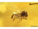 Fungus gnats Mycetophilidae, Keroplatidae and True midge Chironomidae. Fossil inclusions Ukrainian Rovno amber #13909R
