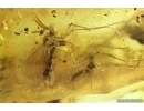 Fungus gnats Mycetophilidae, Keroplatidae and True midge Chironomidae. Fossil inclusions Ukrainian Rovno amber #13909R