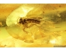 Fungus gnats Mycetophilidae, Keroplatidae and True midge Chironomidae. Fossil inclusions Ukrainian Rovno amber #13909R