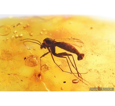 Nice Fungus gnat Mycetophilidae Fossil insect in Baltic amber #13910