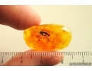 Nice Fungus gnat Mycetophilidae Fossil insect in Baltic amber #13910