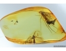 2 Fungus gnats Mycetophilidae and Many Thrips. Fossil insects Ukrainian Rovno amber #13911R