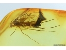 2 Fungus gnats Mycetophilidae and Many Thrips. Fossil insects Ukrainian Rovno amber #13911R
