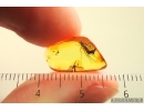 2 Fungus gnats Mycetophilidae and Many Thrips. Fossil insects Ukrainian Rovno amber #13911R