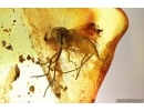 Snipe Fly, Rhagionidae. Fossil insect in Ukrainian amber stone #13912R