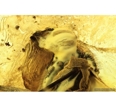  Snipe Fly, Rhagionidae. Fossil insect in Ukrainian amber stone #13912R