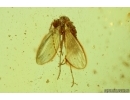 Moth fly Psychodidae. Fossil inclusion Baltic amber #13914