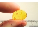 Moth fly Psychodidae. Fossil inclusion Baltic amber #13914