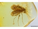 Moth fly Psychodidae. Fossil inclusion Baltic amber #13915