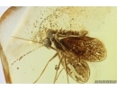 Moth fly Psychodidae. Fossil inclusion Baltic amber #13915